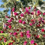 Alcazaba Lagoon, Estepona