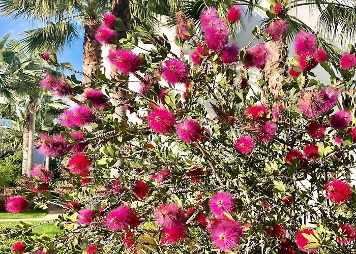 Alcazaba Lagoon, Estepona